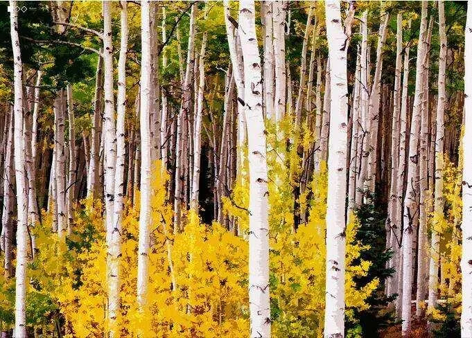 प्राकृतिक शुद्ध पूरक बीर्च छाल निकालने 98% Betulinic 0